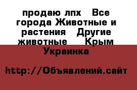 продаю лпх - Все города Животные и растения » Другие животные   . Крым,Украинка